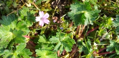 Geranium