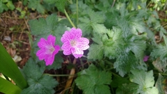 Geranium