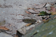 Lexias canescens