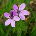 Erodium cicutarium cicutarium - Photo (c) Laurent Quéno, algunos derechos reservados (CC BY-NC), subido por Laurent Quéno