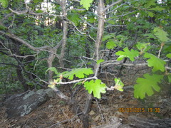 Quercus gambelii