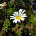 White-flowered African-Daisy - Photo (c) Peter Thompson, some rights reserved (CC BY-NC), uploaded by Peter Thompson