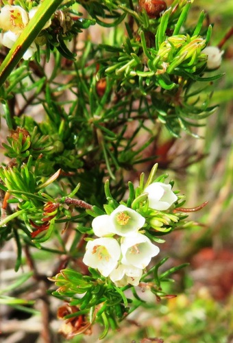 Image of Erica distorta by (c) linkie, some rights reserved (CC BY)
