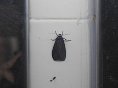 Macrobrochis fukiensis