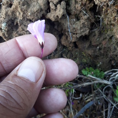 Oxalis commutata