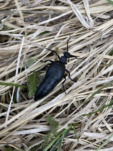 Short-winged Blister Beetle photo 3