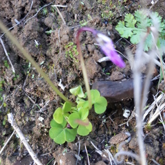 Oxalis commutata