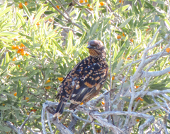 Chlamydera guttata