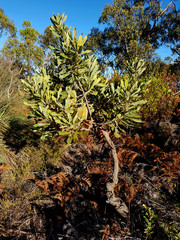 Banksia ornata