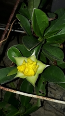 Hibbertia scandens