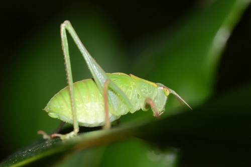Photo of Australian Common Garden Katydid (Caedicia simplex)