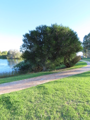 Melaleuca alternifolia