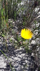 Lampranthus explanatus