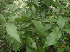 Elaeagnus glabra