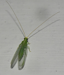 Borniochrysa squamosa