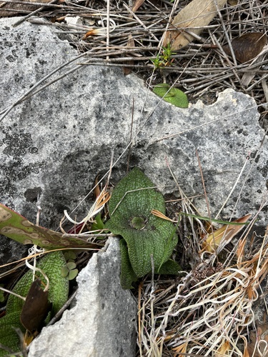 Image of Massonia longipes by (c) Charleen Brunke, some rights reserved (CC BY)