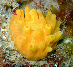 Polymastia boletiformis