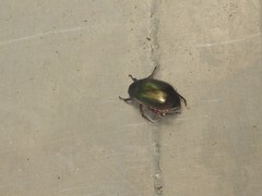 Anomala russiventris