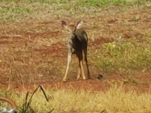 Yucatan Brown Brocket