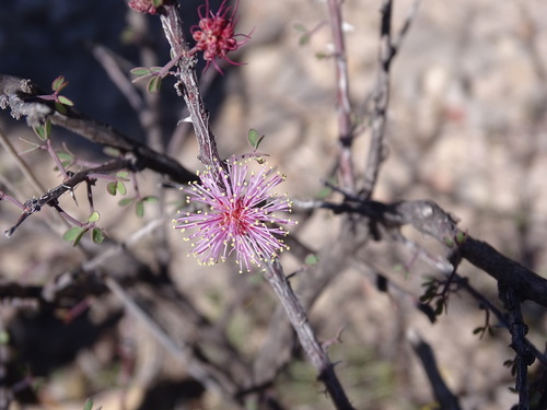 Image of Mimosa zygophylla by (c) Ulises Pinedo, some rights reserved (CC BY)