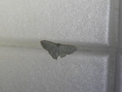 Lophophleps triangularis