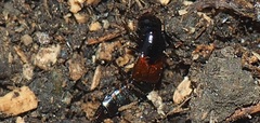 Quedius fulgidus