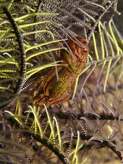 Synalpheus stimpsonii