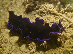 Pseudoceros caeruleocinctus