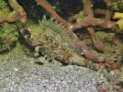 Centrogenys vaigiensis