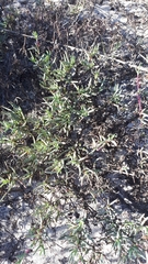 Lampranthus explanatus