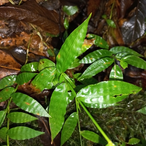 Oplismenus hirtellus