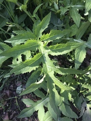 Cirsium oleraceum