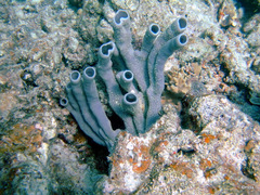 Callyspongia siphonella
