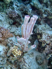 Callyspongia siphonella