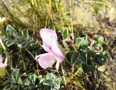 Podalyria variabilis