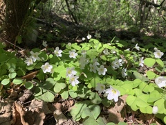 Oxalis acetosella