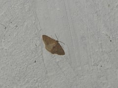 Idaea ptyonopoda