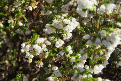 Erica subdivaricata