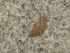 Racotis boarmiaria