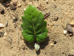 Othonna heterophylla