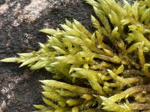 Brachythecium turgidum, 2024-04-30