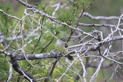 Myiarchus magnirostris