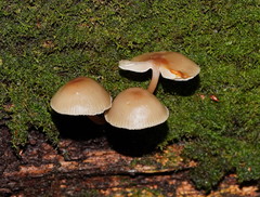 Mycena tuvara