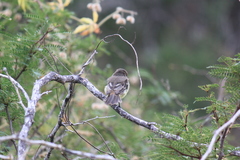 Myiarchus magnirostris