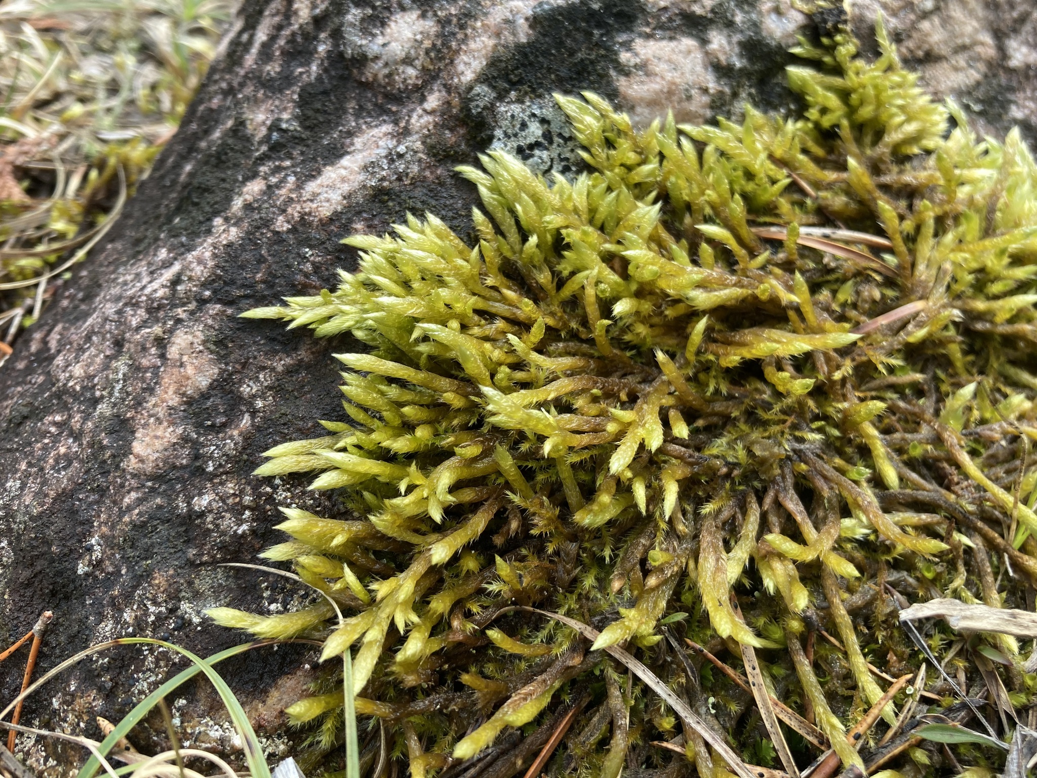 Brachythecium turgidum