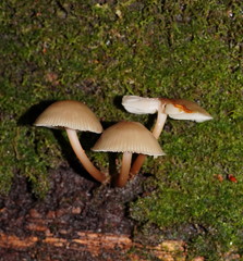 Mycena tuvara