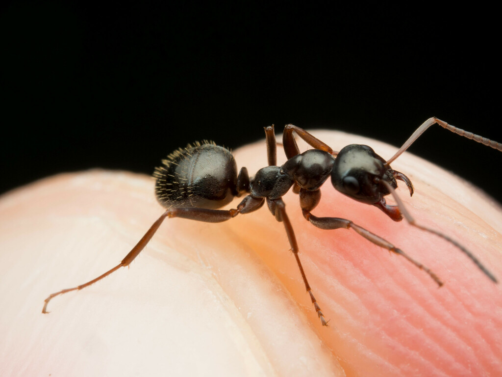 Formica gagates