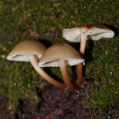 Mycena tuvara