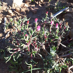 Lampranthus spiniformis