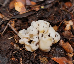 Hydnoplicata convoluta